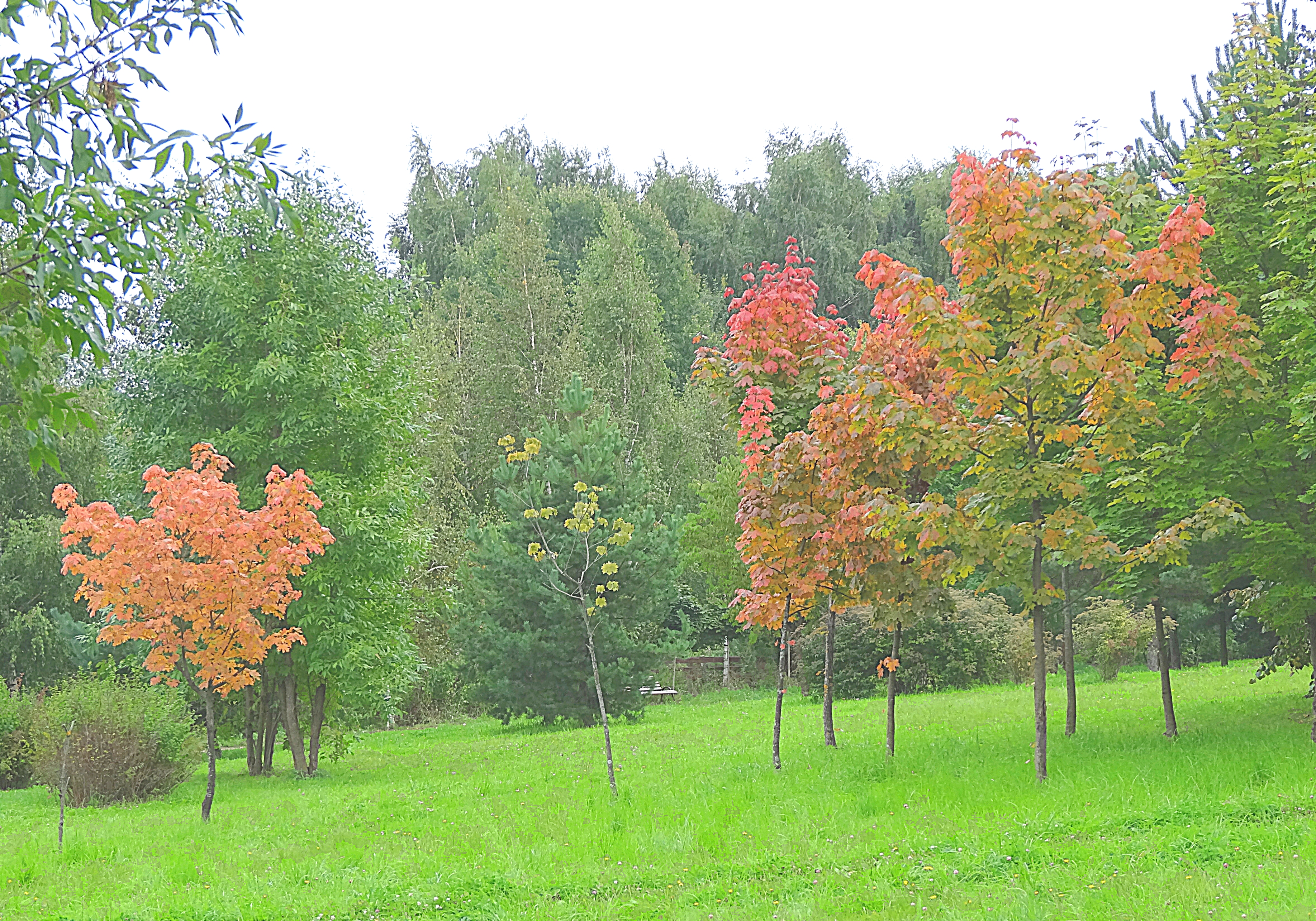 Молодые клёны в Раменском парке. Фото Морошкина В.В.