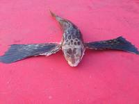 VFL.RU - ваш фотохостинг