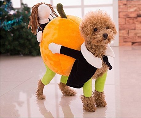 halloween poodle5