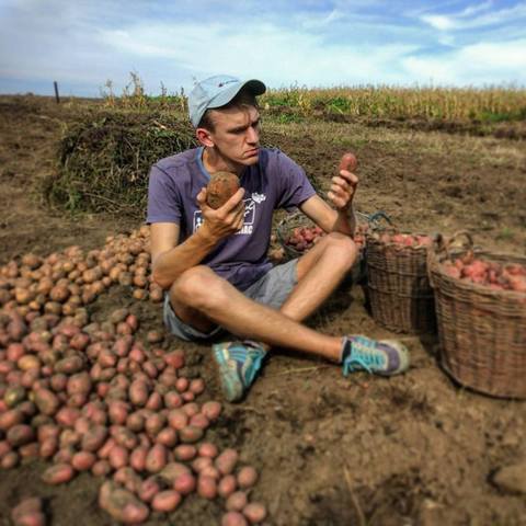 Белорусы копают картошку