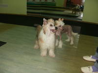 VFL.RU - ваш фотохостинг