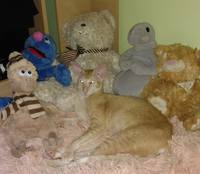 VFL.RU - ваш фотохостинг