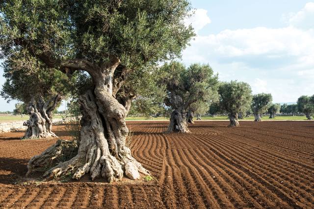 puglia 2