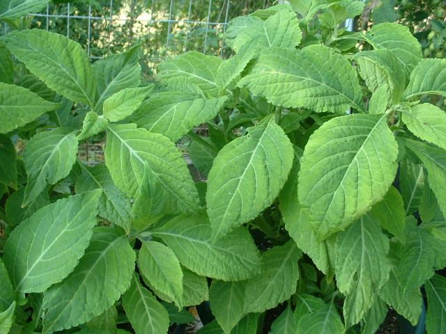salvia20divinorum