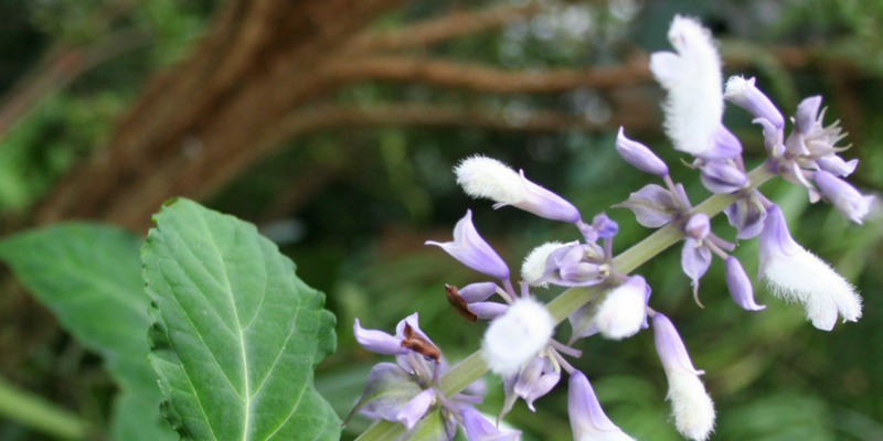 Salvia-Divinorum