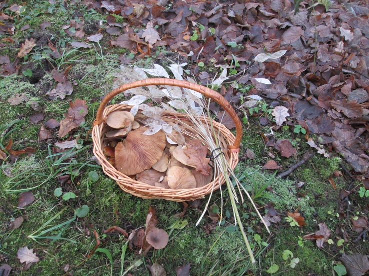 корзина.JPG