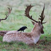 VFL.RU - ваш фотохостинг