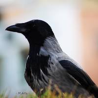 VFL.RU - ваш фотохостинг