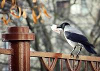 VFL.RU - ваш фотохостинг