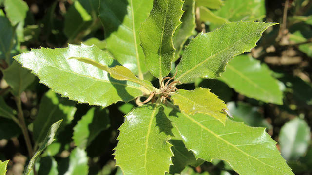 quercus-ilex-leaves-1