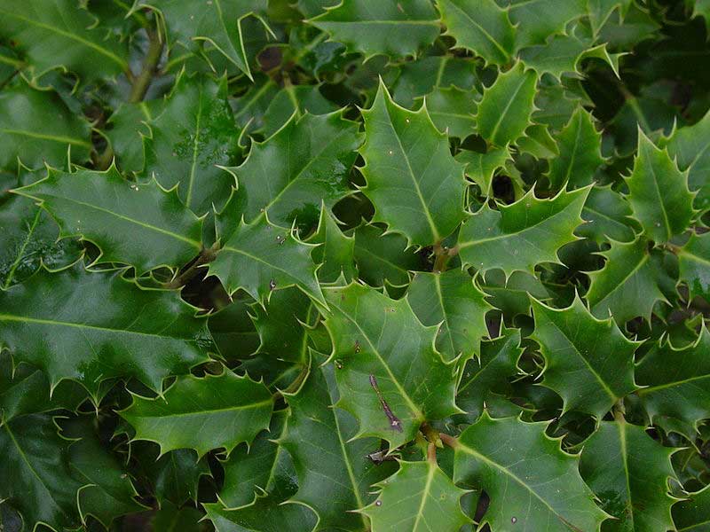 Ilex aquifolium