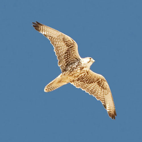 saker-falcon-6