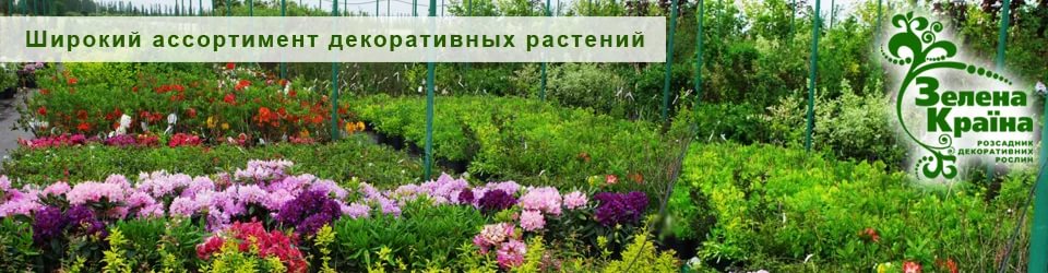  Садовый центр ЗЕЛЕНА КРАЇНА – услуги по озеленению и благоустройству территории