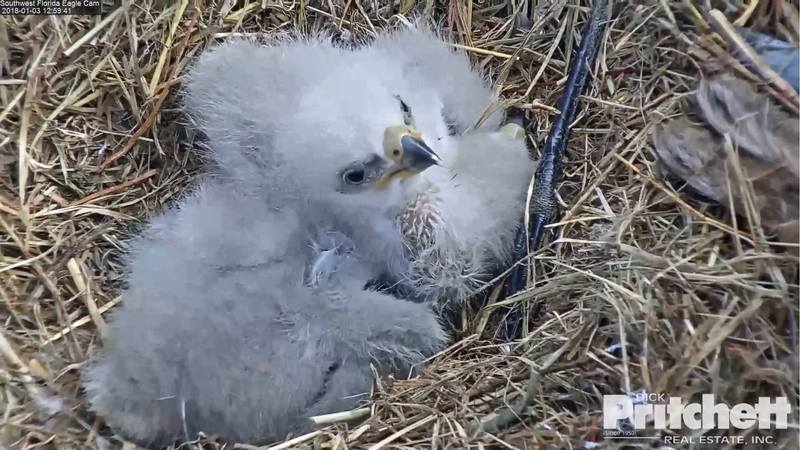 Harriet & M15, American Bald Eagle Cam - Page 2 20007635