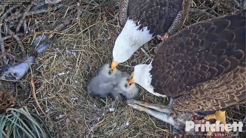 Harriet & M15, American Bald Eagle Cam - Page 2 20009910