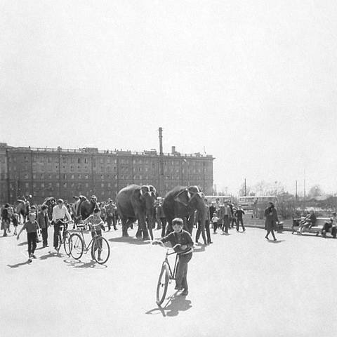 Слоны на привокзальной площади (площадь Гарина-Михайловского) в Новосибирске, фотография 1970-х годов, предположительно 1978 года