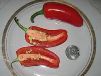 Красный Толстяк острый