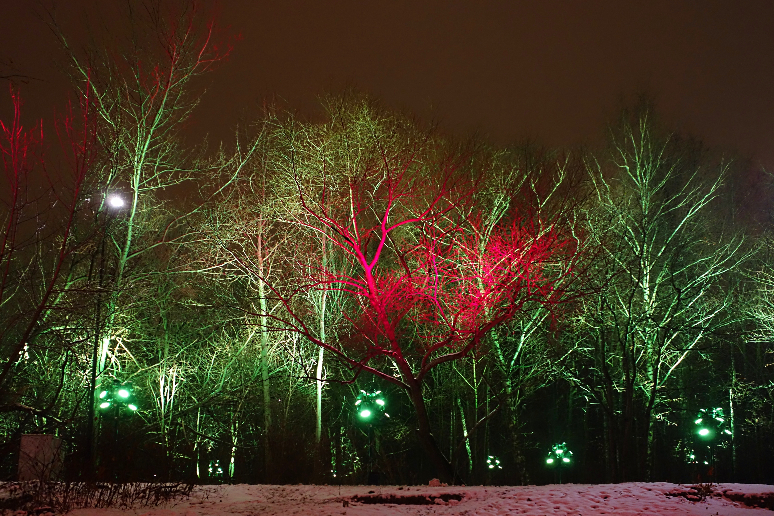 Делаем свет москва. РГБ подсветка деревьев. Биолюминесцентные деревья Дубай. Цветная подсветка деревьев. Подсветка деревьев прожекторами.