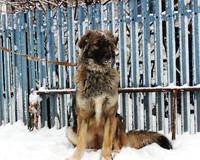 VFL.RU - ваш фотохостинг