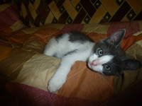 VFL.RU - ваш фотохостинг