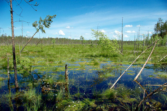 belorusskoe-boloto