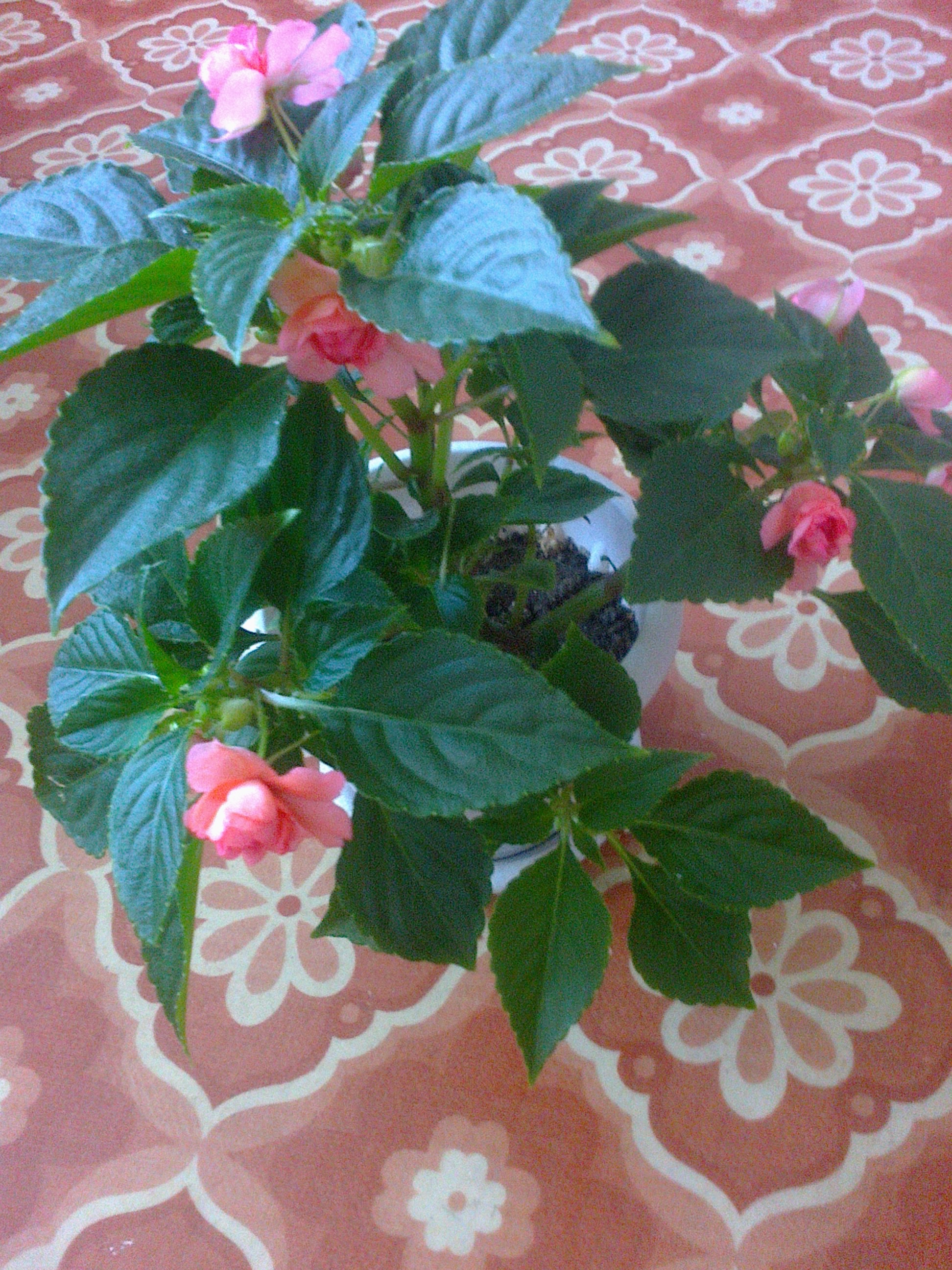 Фото0344 - копия