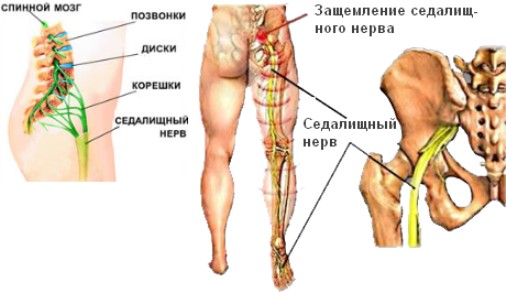 sedNerv