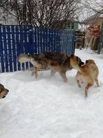 VFL.RU - ваш фотохостинг