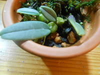 DSCN2596[1]