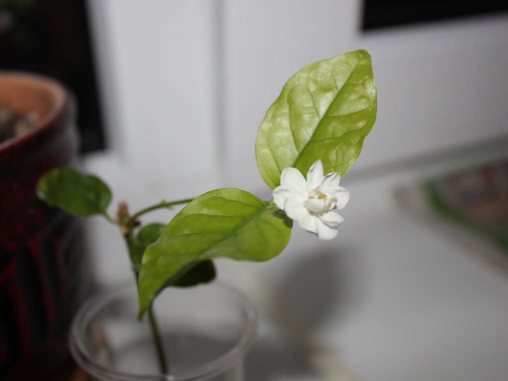 Jasminum Arabian Knights