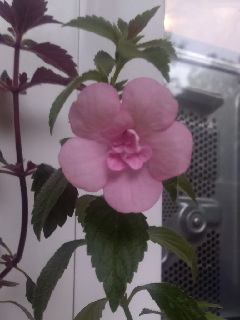 Ахименес Double Pink Rose