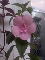 Ахименес Double Pink Rose