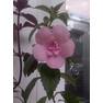 Ахименес Double Pink Rose