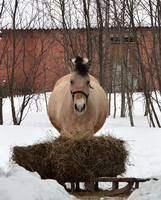VFL.RU - ваш фотохостинг
