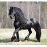 horse-ranch-s-black-beauty-born-silver-when-your-free-desktop-wallpapers-wide-free-grey-friesian-horse-desktop-wallpapers-wide-the-kfps