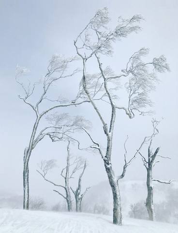 13. Гонконгский фотограф Стивен Кинг получил награду за лучшее фото дерева благодаря этому снимку. Деревня Хирафу в Хоккайдо, Япония.