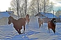 VFL.RU - ваш фотохостинг