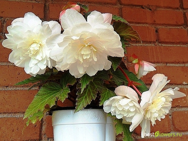 Опиум Уайт (Begonia Opium White)