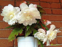Опиум Уайт (Begonia Opium White)