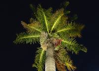 Крона кокосовой пальмы с подсветкой. Фото Морошкина В.В.