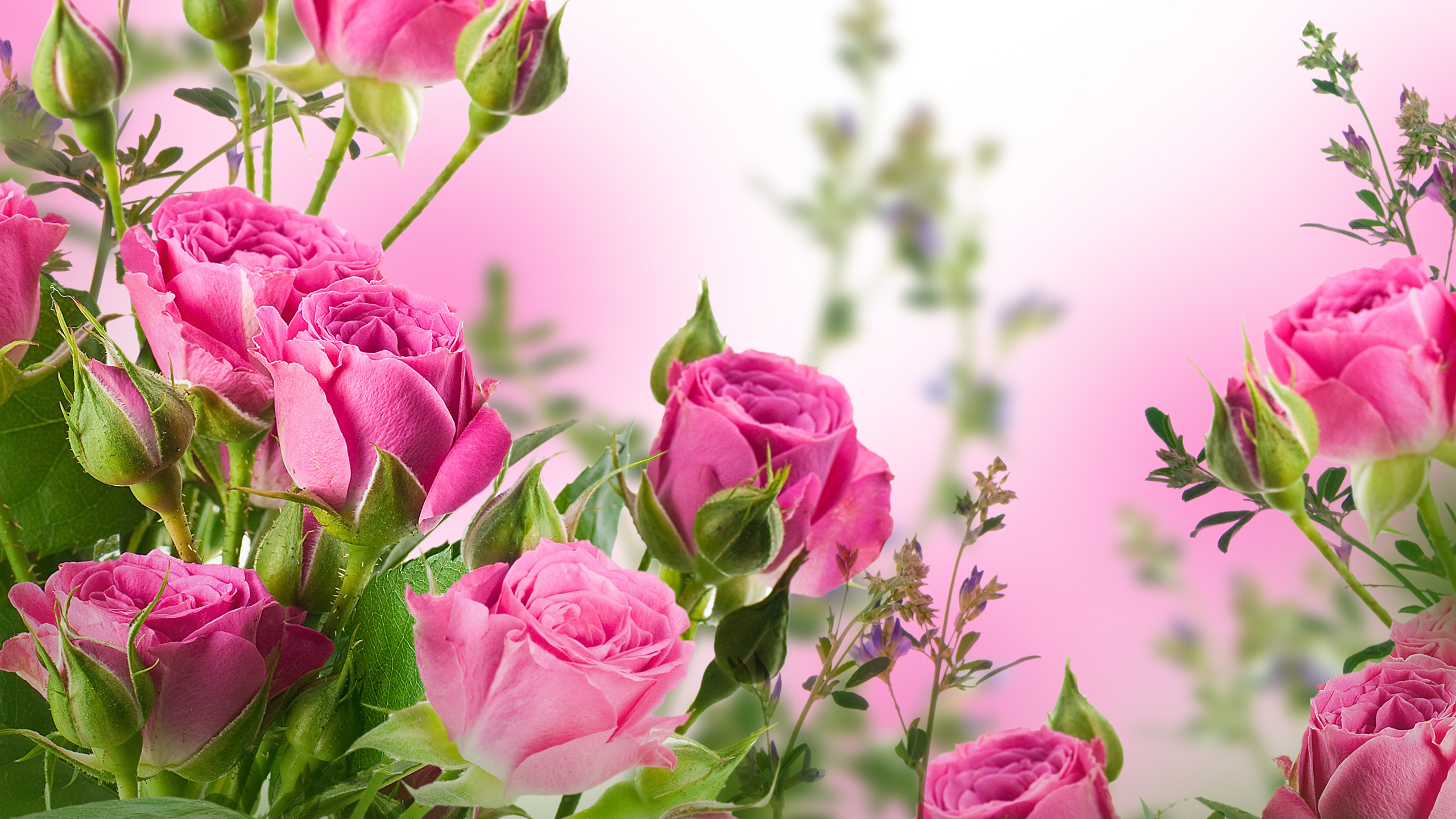 Pink-rose-flowers-garden 2560x1440