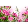 Pink-rose-flowers-garden 2560x1440