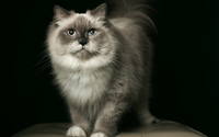 Wallpapers Mixed Pack 47-103