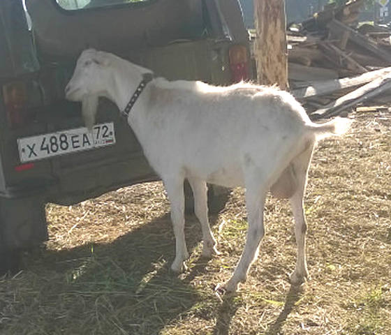 Даена отец джоник Луиза