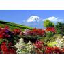 Mountain with flowers