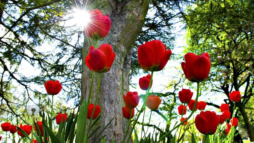 Red-Tulips-Flowers-HD-Wallpaper-1024x576