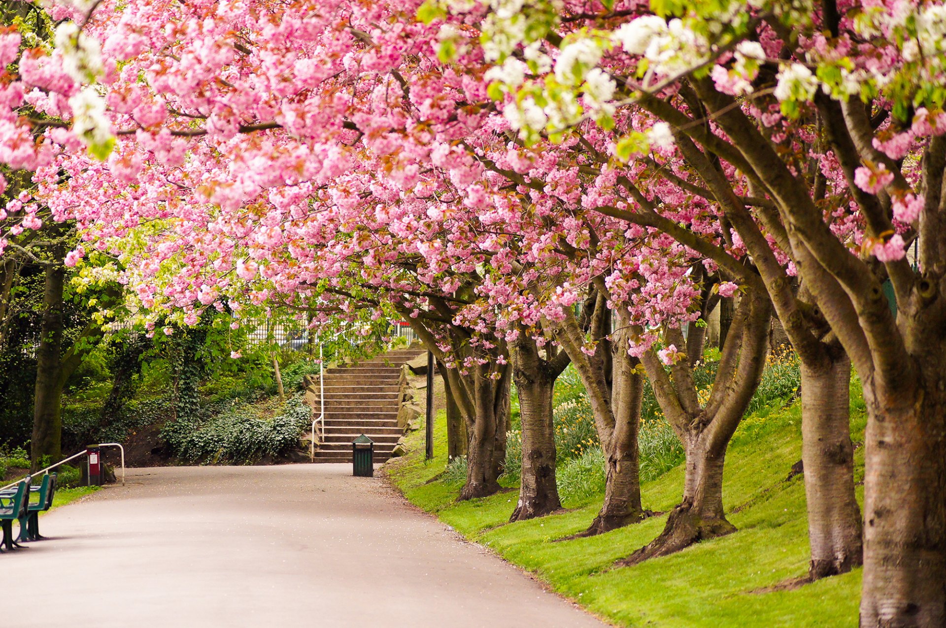 sheffield-england-great-britain-sheffild-angliya-velikobritaniya-park-derevya-sakura-cvetenie-doroga-alleya-stupenki-priroda-vesna