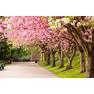 sheffield-england-great-britain-sheffild-angliya-velikobritaniya-park-derevya-sakura-cvetenie-doroga-alleya-stupenki-priroda-vesna