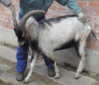 Сима отец васятка Наталья Платонова