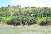 Сельва с цветущими деревьями саната по берегам р. Усумасинта. Фото Морошкина В.В.